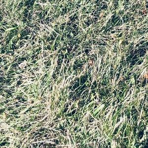 Meet your Posher, Jake